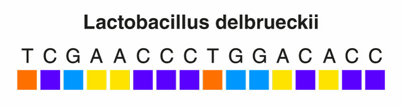 lactobacillus_kood.jpg